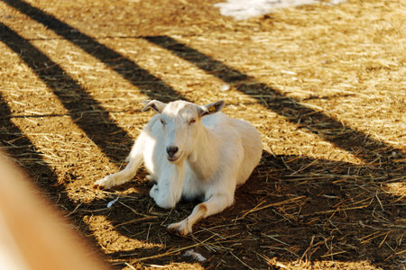 Goats resting in a sunny barnyard on a warm afternoon, showcasing a peaceful farm environment