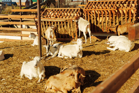 Goats resting in a sunny farmyard on a warm afternoon among hay and strawの写真素材