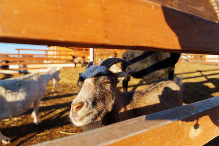 Goat looking out through wooden fence at a farm during sunny afternoon in rural area