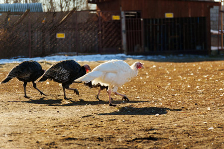 A white turkey strides across a farmyard with patches of snow on the ground.の写真素材