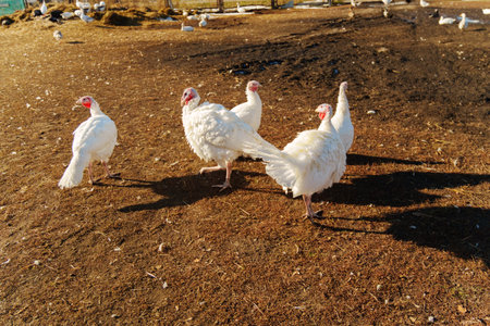Turkey resting on the ground in a farm pasture during sunny afternoon in a rural settingの写真素材