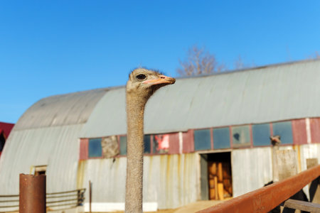 An ostrich stands prominently, its long neck stretching towards the viewer, with a rustic barnの写真素材