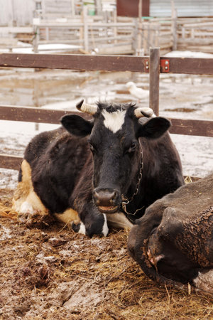 Two cows lie comfortably on the ground, surrounded by straw and mudの写真素材