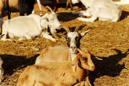 A goat relaxes in warm sunlightの写真素材
