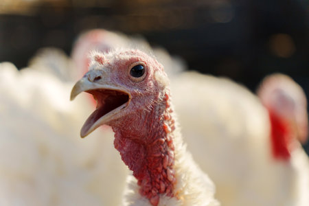 Turkeys in a barnyard, one turkey vocalizing, captured during the early morning lightの写真素材