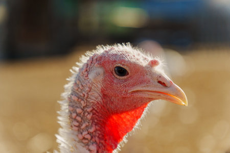 A white turkey roams the farmyard under bright sunlight, highlighting its unique feathers and curious demeanor.の写真素材