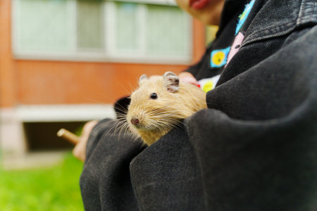A playful animal enjoying cozy moments nestled in a warm hand during a sunny afternoon stroll in the backyardの写真素材