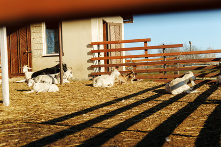 A group of goats is resting on straw in a barnyard. Sunlight casts a warm glow on the animalsの写真素材