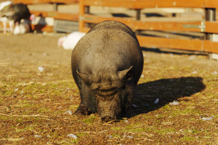 A playful pig rummages through dry straw and dirt looking for tasty treats under the warm sun.