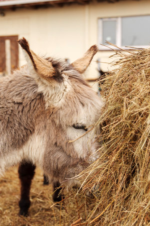 A donkey enjoys munching on a hay bale at a rustic farm setting in early springの写真素材