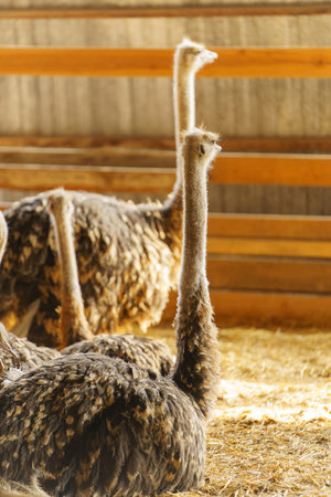A group of ostriches is captured in a barn, their long necks extending upwardsの写真素材
