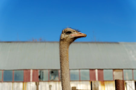 An ostrich stands confidently in the sunlight, displaying its unique features.の写真素材