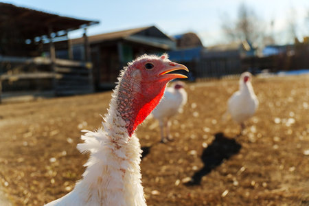 Turkeys in a barnyard, one turkey vocalizing, captured during the early morning lightの写真素材