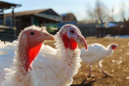 A white turkey roams the farmyard under bright sunlight, highlighting its unique feathers and curious demeanor.の写真素材