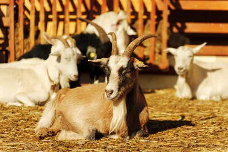 A small goat lies peacefully on the ground amidst straw on a sunny day.の写真素材