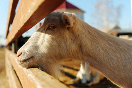 Close-up view of a goat resting at a farm during daylight hours in a rural areaの写真素材