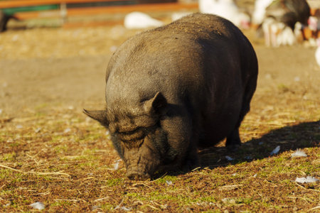 Brown pig foraging in sunlit farmyard on a warm afternoon surrounded by dry strawの写真素材
