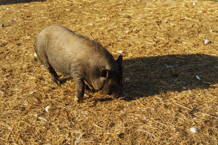 Quiet moments in the sun with a curious pig exploring the grassy meadow on a warm afternoonの写真素材