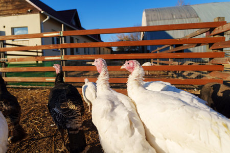 Turkeys roaming on a farm in early morning sunlight with shadows cast by wooden structuresの写真素材