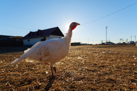 Turkeys roaming on a farm in early morning sunlight with shadows cast by wooden structuresの写真素材