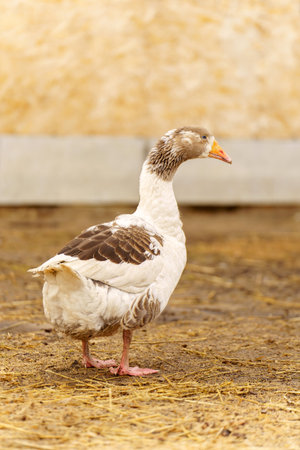 This close-up captures a white goose showcasing its striking blue eyes and vivid orange beakの写真素材