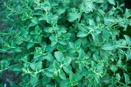 Fresh mint plant growing in a garden setting with lush green leaves and vibrant surroundings during...