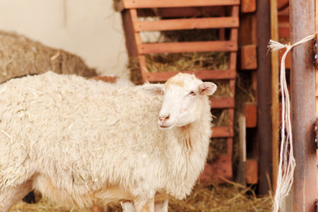 A sheep stands in a barn filled with golden straw, surrounded by rustic wooden structures and other sheepの写真素材