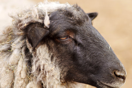Sheep enjoys a sunny day in the barn, showcasing its fluffy wool and gentle demeanorの写真素材