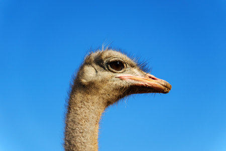 An ostrich stands with its neck extended in a close view, showing its inquisitive nature.の写真素材
