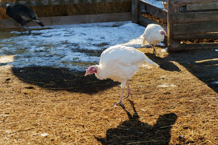White turkey foraging near barn during sunny day in rural farm settingの写真素材