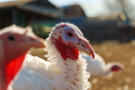 A white turkey roams the farmyard under bright sunlight, highlighting its unique feathers and...
