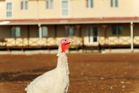 A group of white turkeys roam freely in a sunny farmyard. The turkeys exhibit their distinct featuresの写真素材