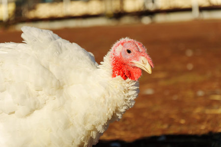 A turkey is captured in close-up while roaming freely on a farm.の写真素材