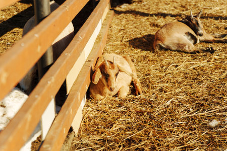 Goats resting on a sunny day in a farmyard surrounded by straw and dirtの写真素材