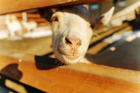 A group of goats is gathered in a warm farmyard. One goat relaxes in the foreground while others rest nearbyの写真素材
