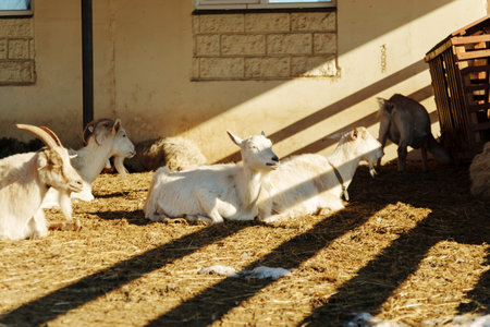 Several goats are resting peacefully on straw inside a barn. Sunlight streams in through the gapsの写真素材
