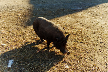 A small pig wanders happily through a farmyard, rummaging through straw under the warm sun.の写真素材