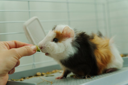 Gentle hand offers a crisp slice of cucumber, the inquisitive guinea pig emerges, savoring the refreshing treat with delightの写真素材