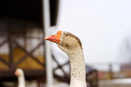 A white goose stands prominently, showcasing its unique blue eyes against a soft, blurred backgroundの写真素材