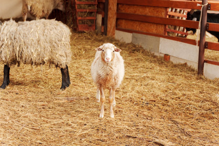 A sheep with a thick coat is seen standing quietly in a barn, surrounded by straw and a wooden fenceの写真素材
