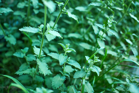 Lush mint plants thrive in a garden, basking in warm sunlight.