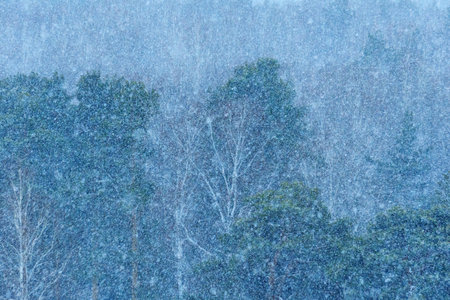 Heavy snowfall blankets a forest landscape in winter, creating a serene and peaceful atmosphere in natureの写真素材