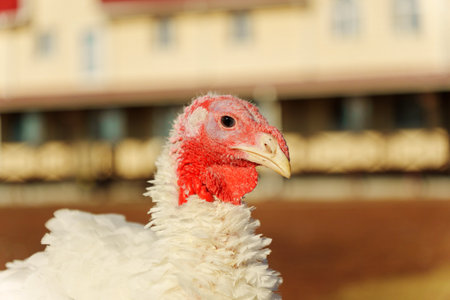 A turkey is captured in close-up while roaming freely on a farm.