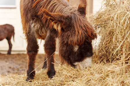 A donkey stands quietly at a farm in the countryside, its soft, textured fur glistening in the...
