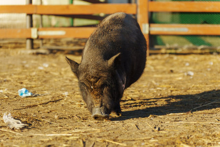 Under the warm sun, a curious wild boar roams its spacious outdoor pen, snuffling the straw-covered...