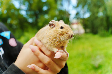 A playful hamster enjoying cozy moments nestled in a warm hand during a sunny afternoon stroll in the backyardの写真素材
