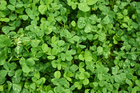 Clover patches with blooming flowers in a lush green setting during a sunny day in early spring