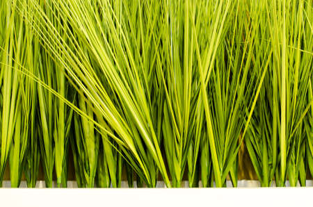 grassの写真素材