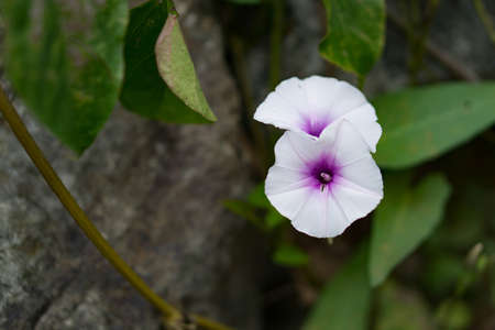 This beautiful violet flower Whiteの写真素材