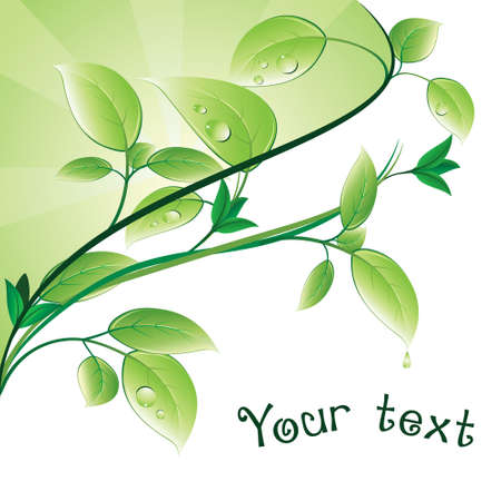 Green branch with leaves and drops.のイラスト素材